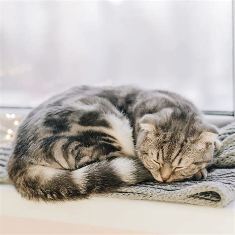 What Does It Mean When Your Cat Has A Fever