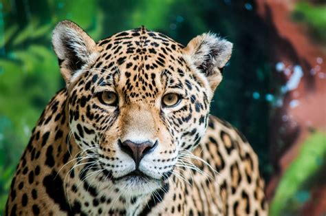 what does jaguar look like