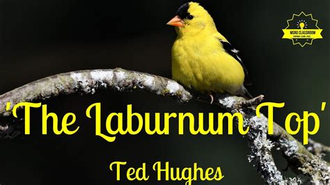 What Does Laburnum Top Mean Here