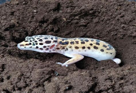 What Does Leopard Gecko Digging Mean
