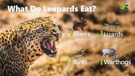 What Does Leopard Mean Sexually