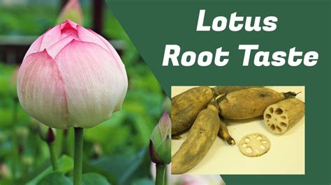 What Does Lotus Taste Like