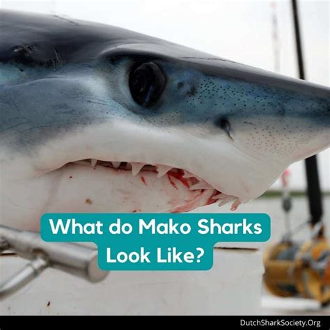 what does mako stand for
