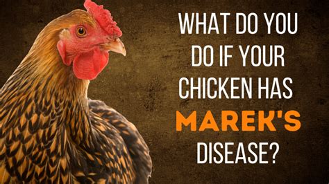 what does marek's disease look like