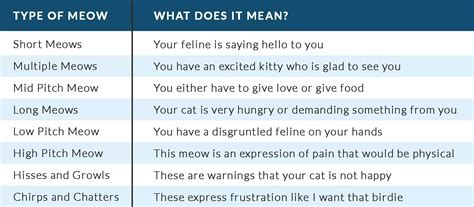 what does meow mean slang