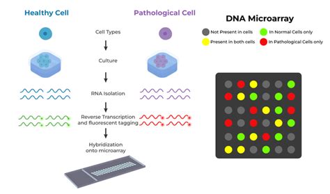What Does Microarray Measure