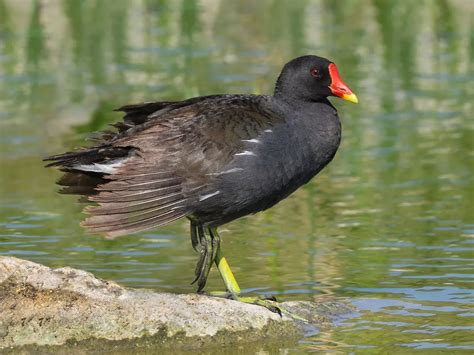 What Does Moorhen Mean