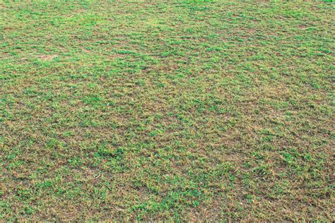 what does nitrogen do for grass