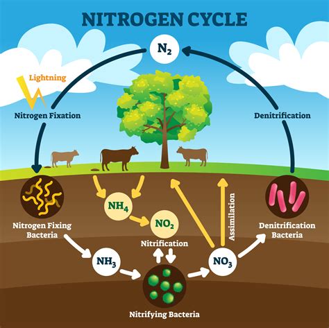 What Does Nitrogen React With