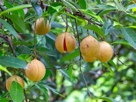 What Does Nutmeg Fruit Taste Like