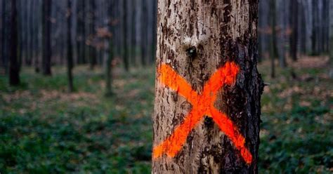 What Does Paint The Forest Mean