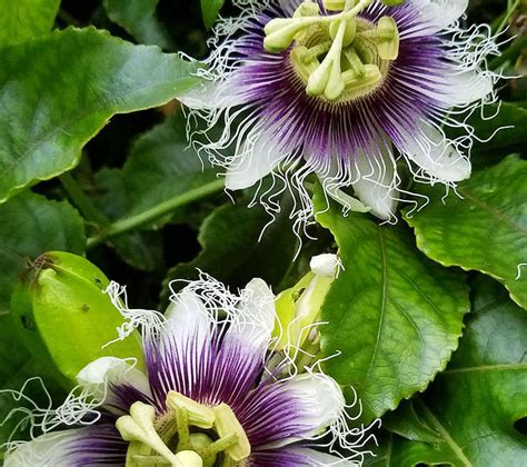 what does passion flower look like