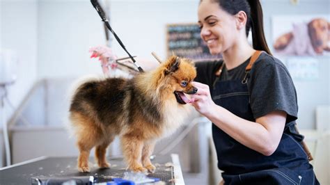 What Does Pet Grooming Include