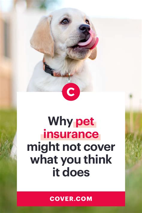 What does pet insurance cover