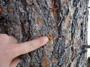 What Does Pine Beetle Infestation Look Like