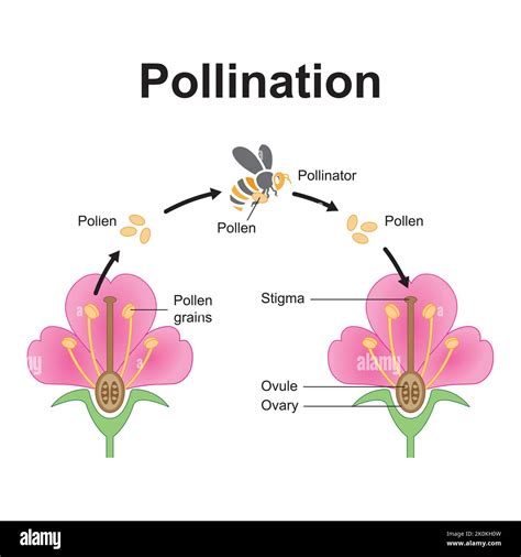 What Does Pollination Help Plants Grow