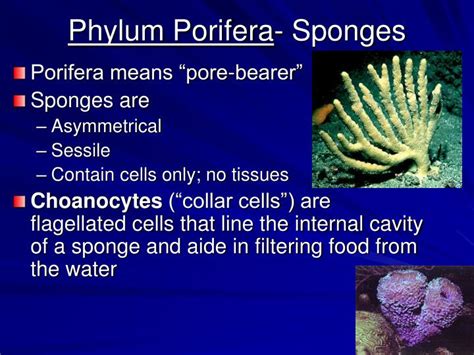 what does porifera mean in zoology
