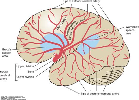 what does posterior cerebral artery supply