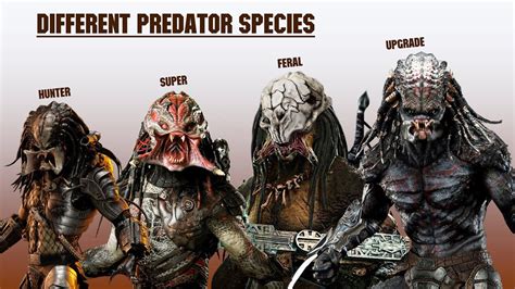 What Does Predator Name Mean