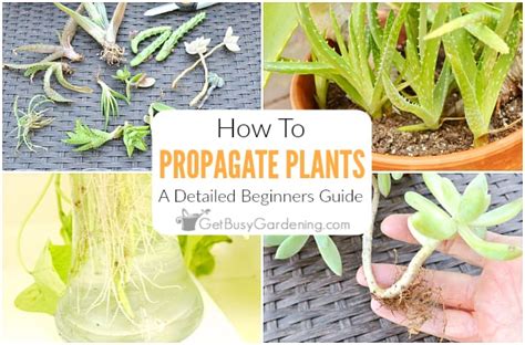 What Does Propagating Plants Mean