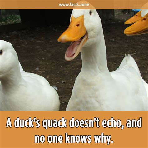 What Does Quack Mean