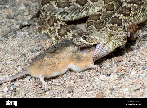 what does rattlesnake taste like