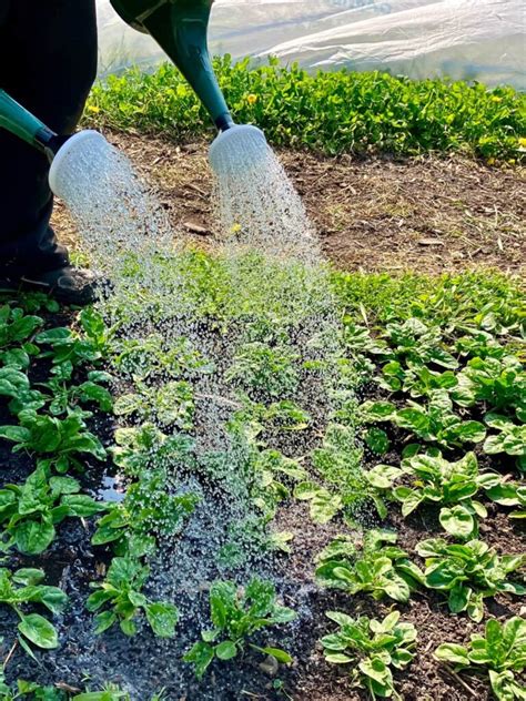 What Does Regular Watering Mean