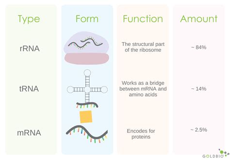 what does rrna do in transcription