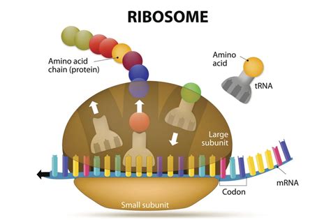 what does rrna form