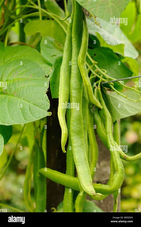 What Does Runner Beans Look Like
