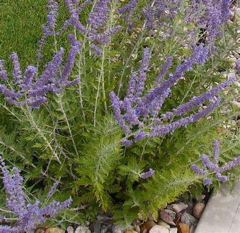 what does russian sage look like