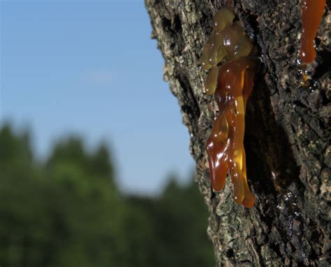 What Does Sap From Trees Make