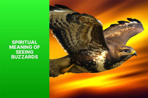 What Does Seeing Buzzards Symbolize