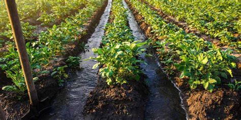 What Does Self Irrigation Mean