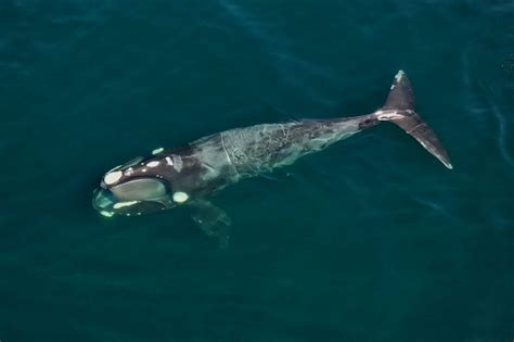 what does southern right whale eat