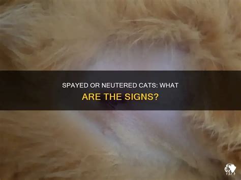 What Does Spayed Mean For Cats