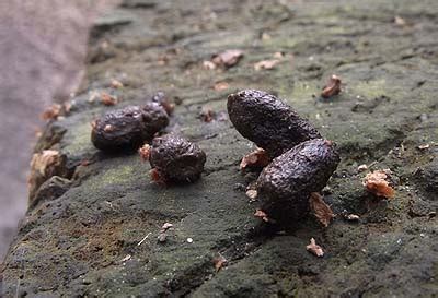 what does squirrel scat look like