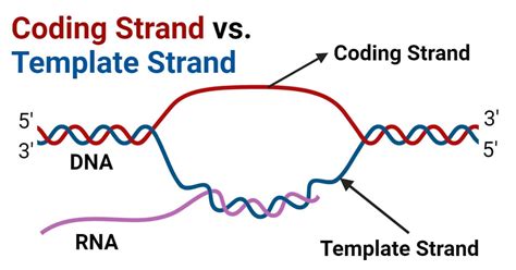 what does strand means