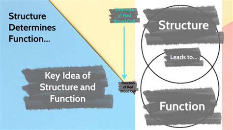 what does structure determines function mean