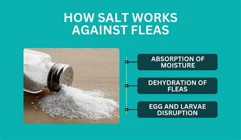 What Does Table Salt Do To Fleas