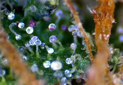 What Does Thc Look Like Under A Microscope