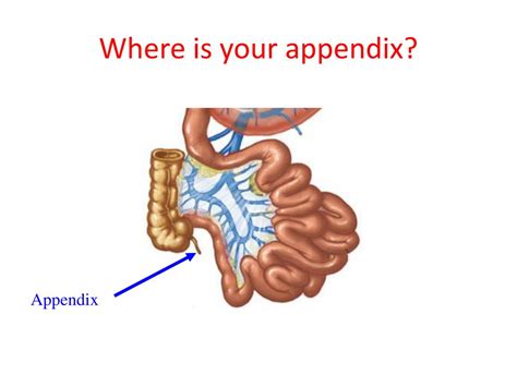 what does the appendix in the digestive system