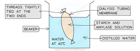 what does the dialysis tubing represent
