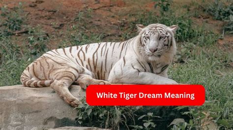 What Does The Expression White Tiger Mean