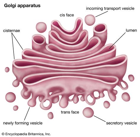 what does the golgi complex do in a cell