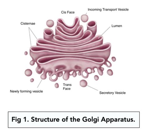what does the golgi complex do in a eukaryotic cell