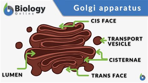 what does the golgi complex do simple definition