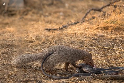 what does the indian grey mongoose eat