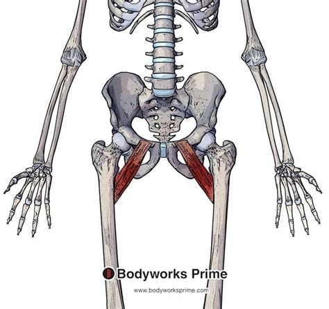 what does the pectineus muscle do