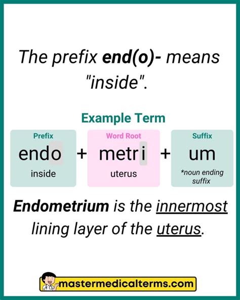 what does the prefix endometrium mean